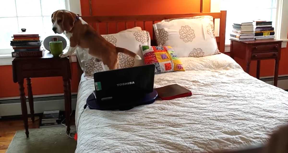 Sneaky Beagle Caught On Hidden Camera Drinking Owner’s Coffee