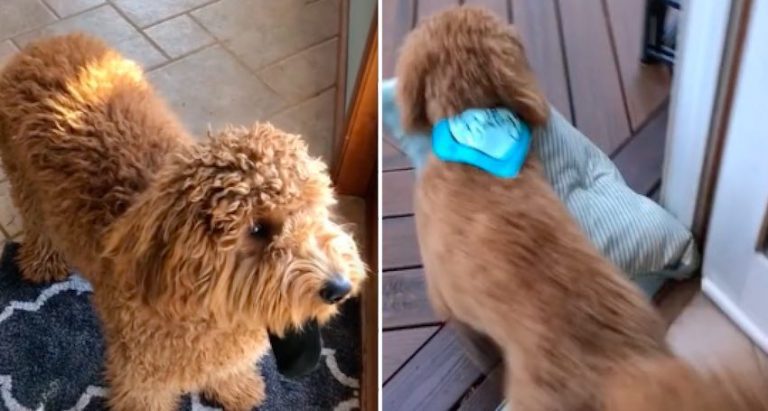 dog brings toys out to pee