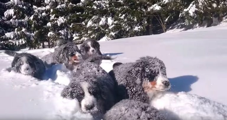 bernese puppies in snow