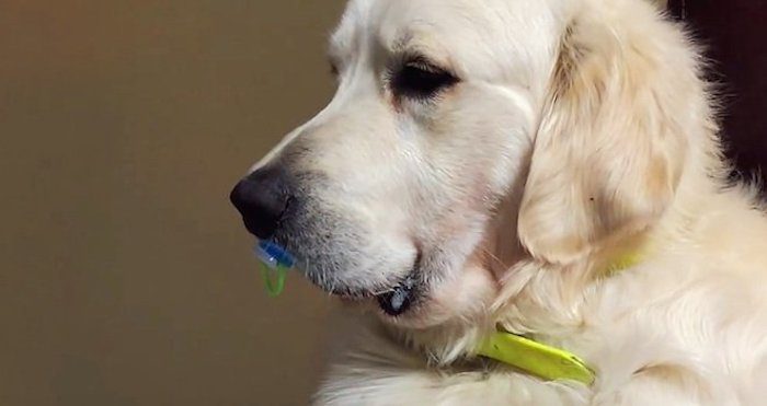 Golden Retriever Hilariously Refuses to Give Up Baby Pacifier