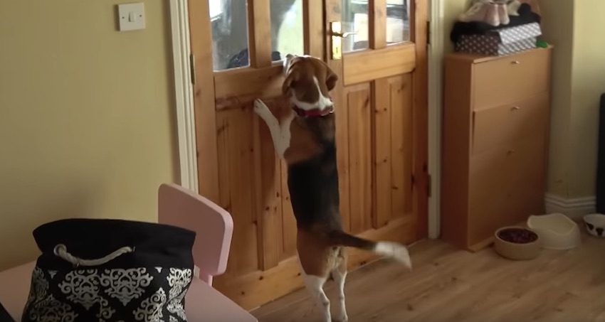 Beagle Meets New Puppy For The First Time