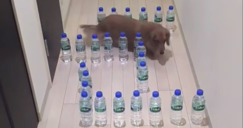 Adorable Dachshund Navigates Through Tricky Maze of Water Bottles