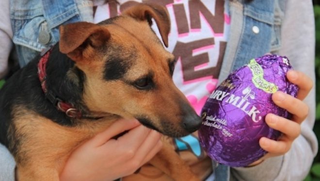 dog and easter egg