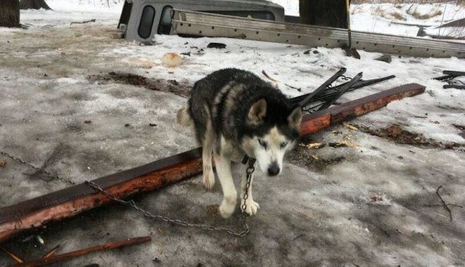 husky chained outside is rescued