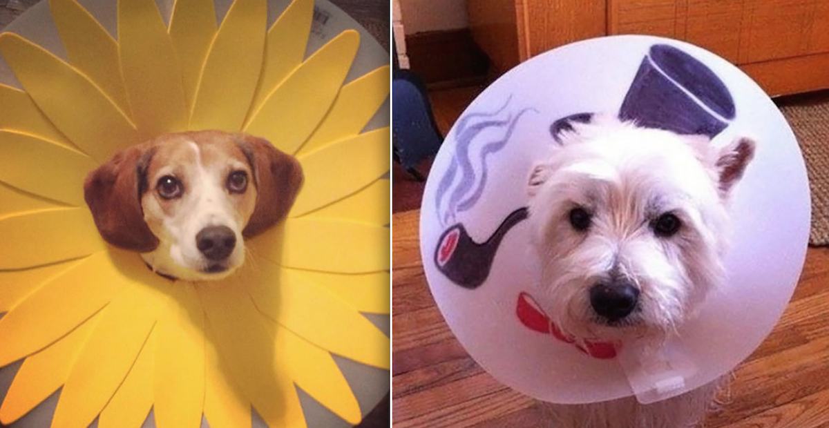 10 Dogs Who Know How to Accessorize Their Cones of Shame