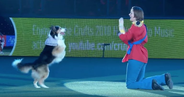 Heelwork performance at Crufts