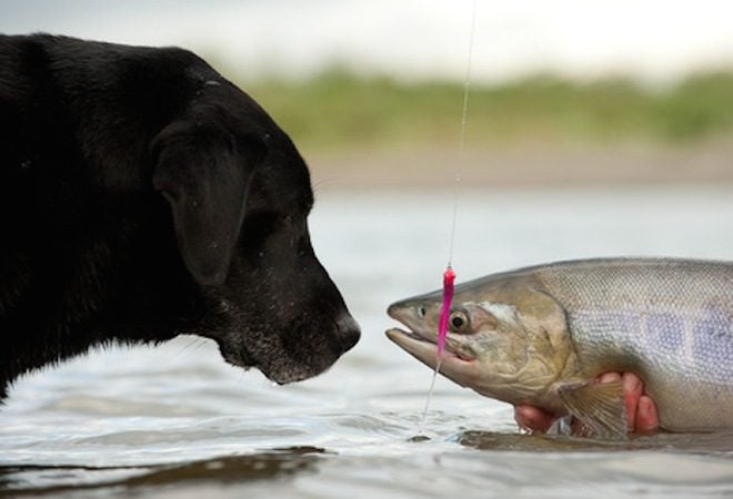 Salmon Poisoning Disease / Fish Disease in Dogs