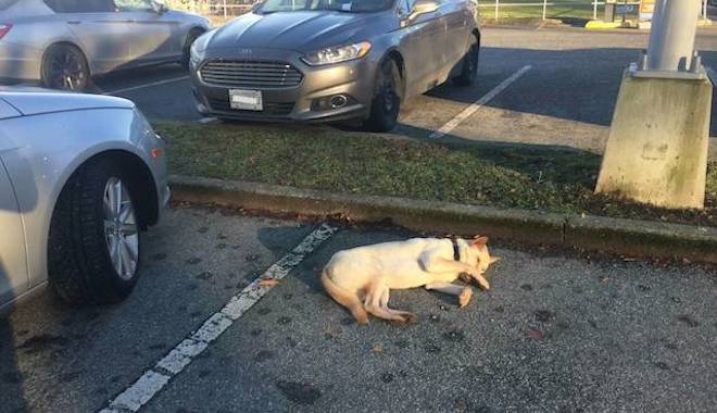 Former Street Dog Seen Napping Around Town Is Not Lost And Here’s Why
