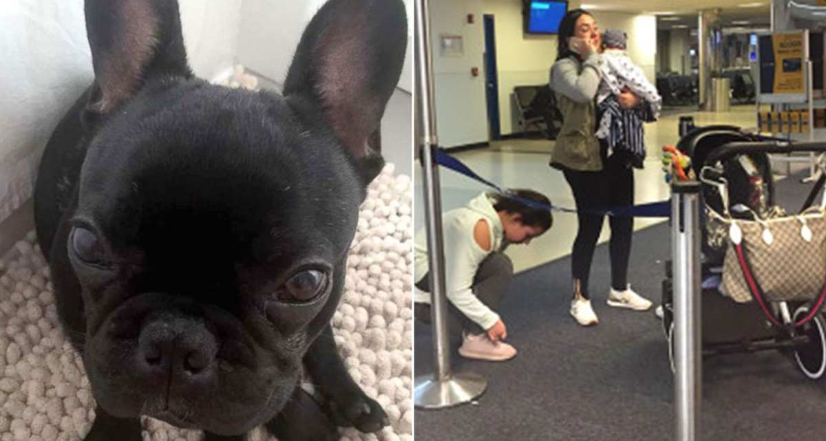 Family Ordered to Put Dog Inside Overhead Bin on Plane Speaks Out After Dog Dies