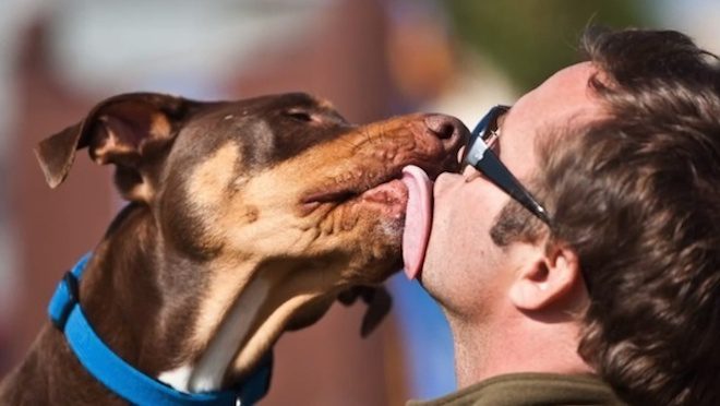Dog Kisses May Improve Your Health