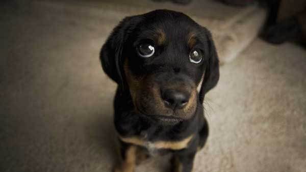 9 Small Happinesses That Only a Dog Lover Will Understand