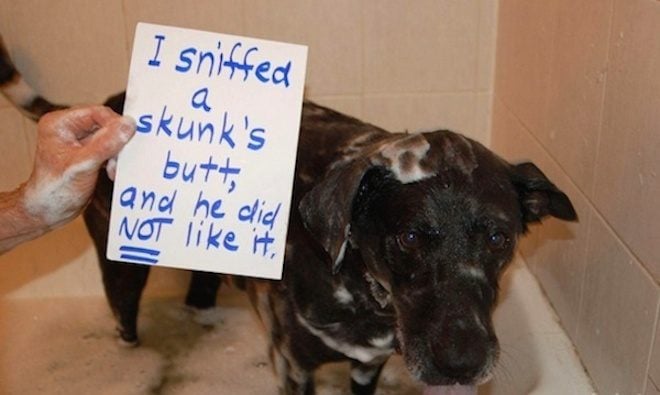 What to Do If Your Dog Gets Skunked