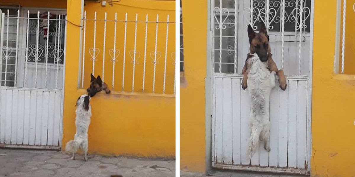 Sweet Dogs Won’t Let a Fence Come Between Their Friendship