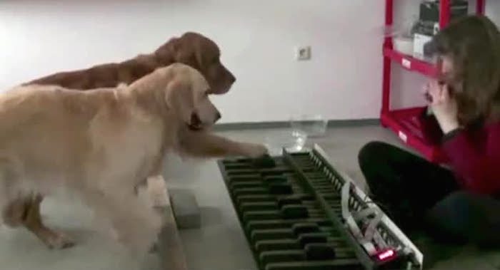 Talented Dogs Play All the Right Notes On the Piano