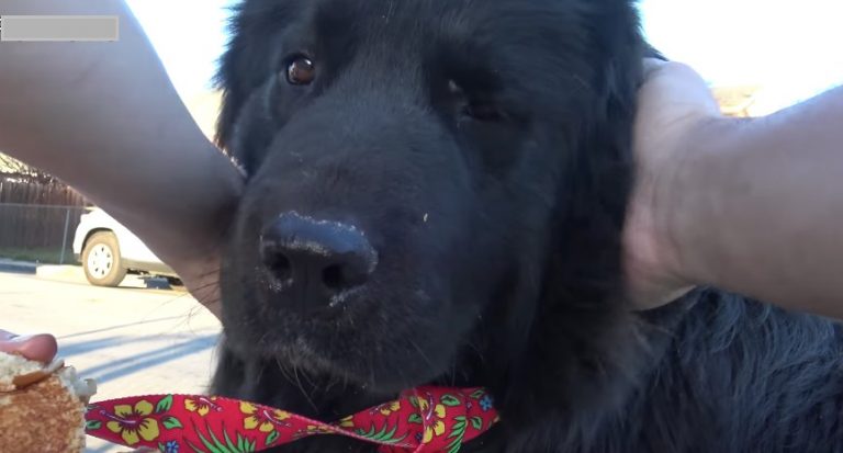 Newfoundland Dog Rescued Off the Streets Travels Far to Find His Happy Ending