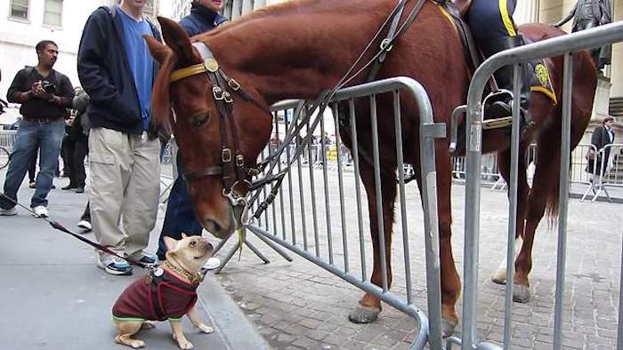 french bulldog meets horse
