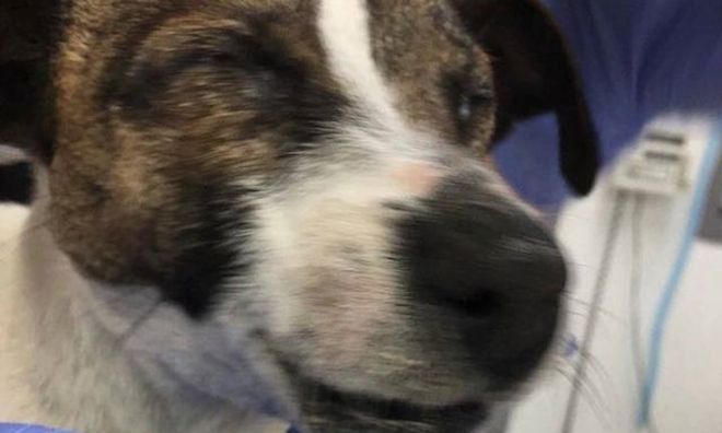 Good Samaritan Finds Puppy with Eyes and Mouth Super-glued Shut