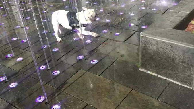 Happy Bulldog Has Time of His Life Playing in Fountain and Entertaining the Crowd