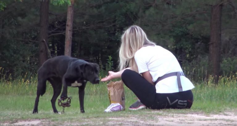 dog with foot in trap rescued