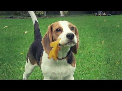 Beagle Puppy Playing In Falling Leaves for the First Time