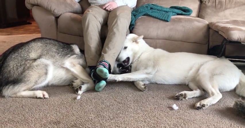 Husky Siblings Adorably Fight For The Place Under Their Human’s Legs
