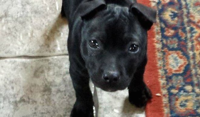 Dog Owner Warns of E-cigarette Danger After Puppy Dies