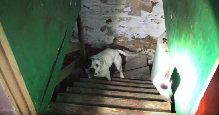 dog found in basement