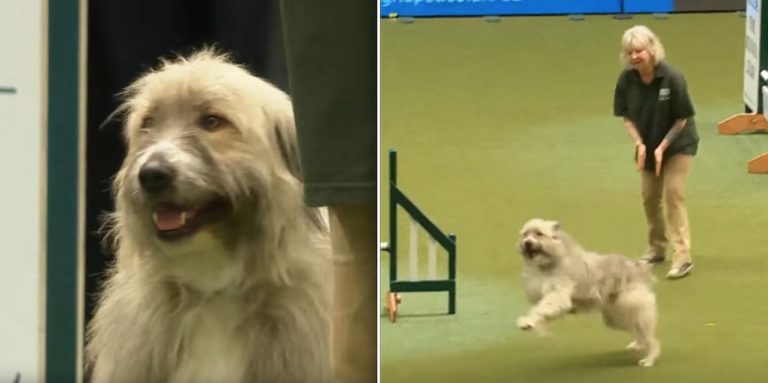 Rescue Dog’s Hilarious Attempt on Agility Course Wins Everyone’s Hearts