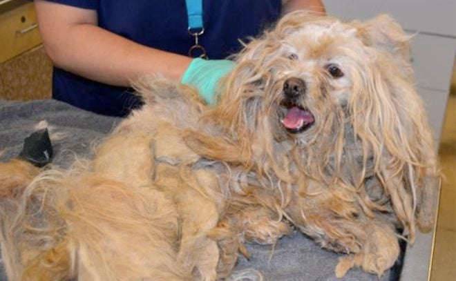 Lhasa Apso Reported Dead By Owner Found Alive But Infested with Maggots