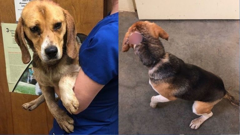 Dog Shot in the Head and Left For Dead in Trash Bag Gets Unexpected Happy Ending