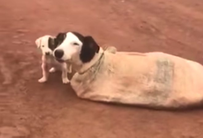 mama and her pups found in sack