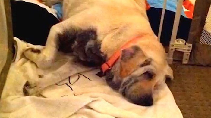 morbidly obese dog overcomes the odds