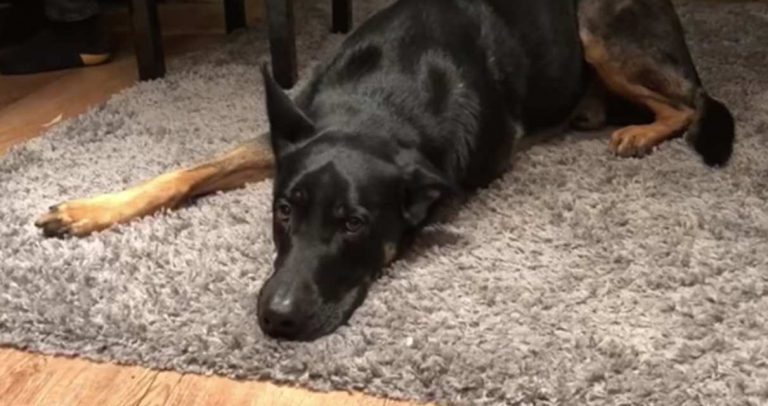 dog sings the blues