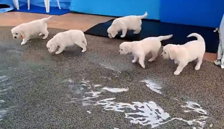 puppies in pool