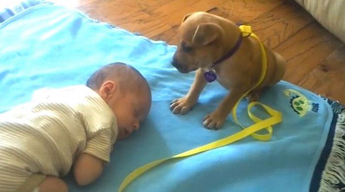 Puppy Abandoned and Rescued Just Two Days Earlier Falls Asleep with Baby