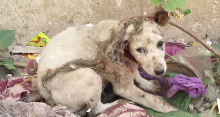 puppy with ear torn off rescued