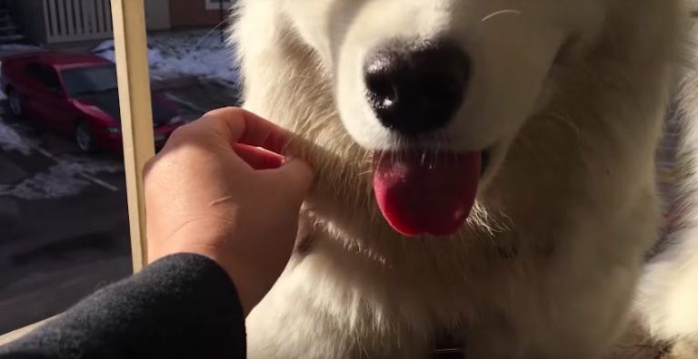 removing burrs from dog fur