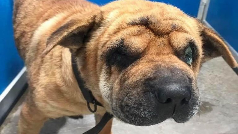 Shar pei rescued by vet