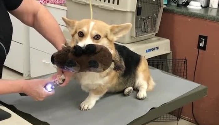 dog holds toy during nail trim