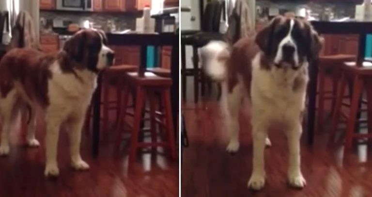St. Bernard wants fresh bread