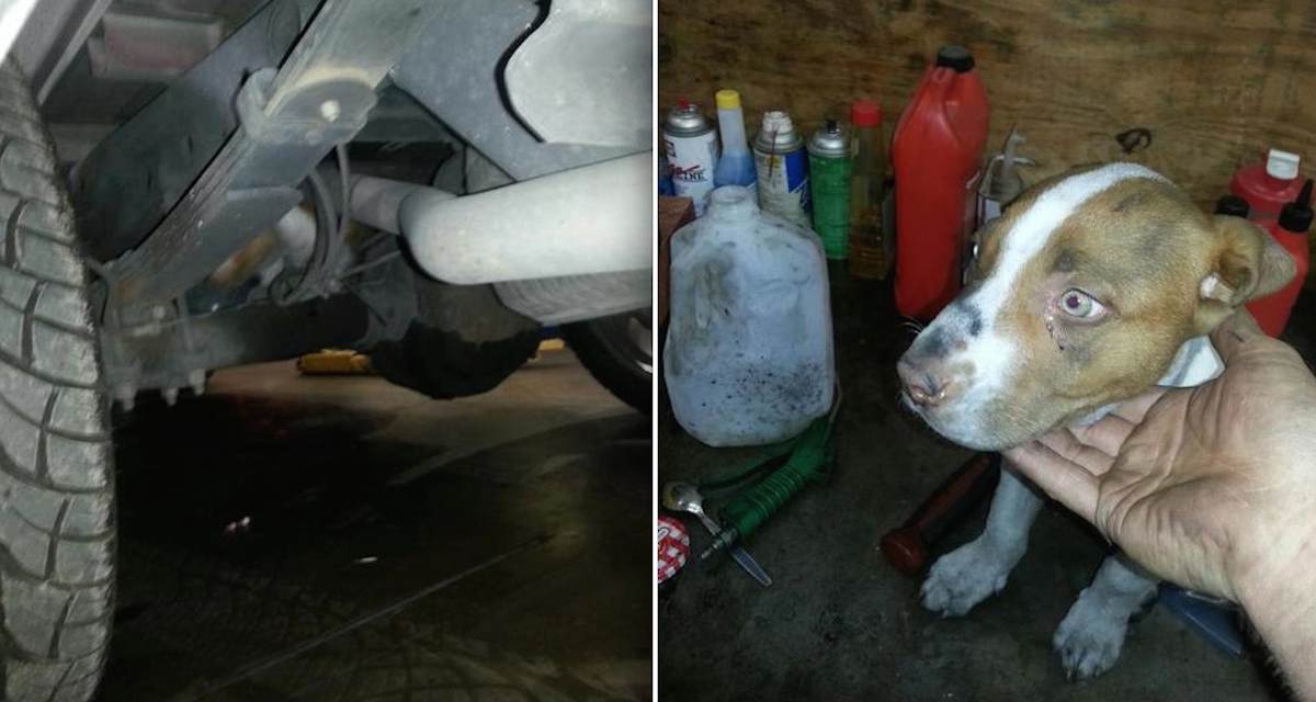 Man Saves Puppy He Finds Hidden Under Truck’s Gas Tank