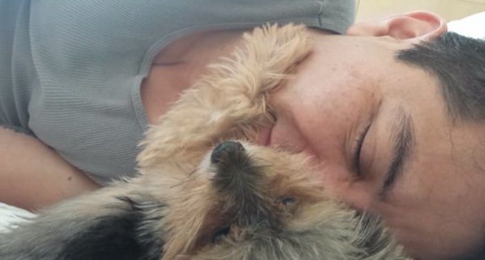 yorkie pets dad