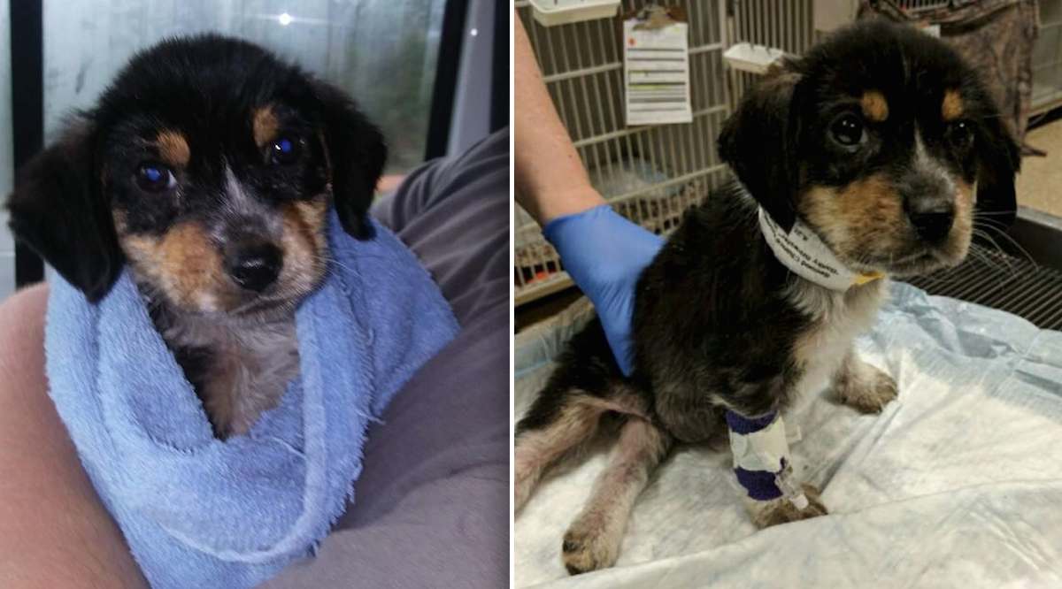 Glimmer of Hope for Paralyzed Puppy Thrown From Moving Car
