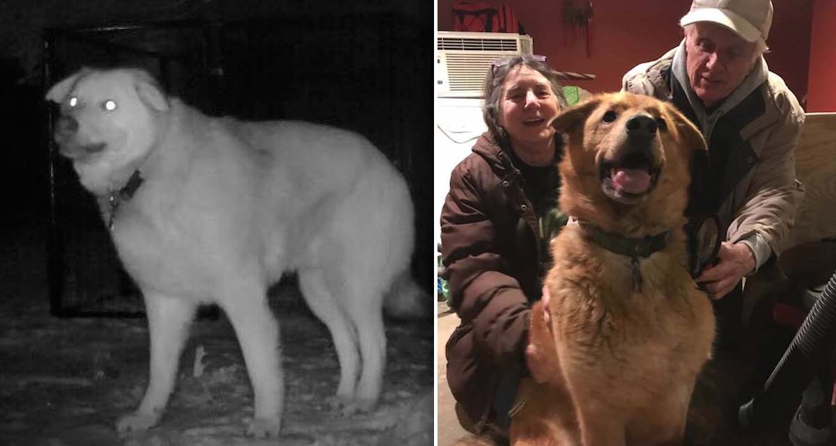 Lost Dog Who Outsmarted Rescuers For 10 Months Finally Reunites With His Family