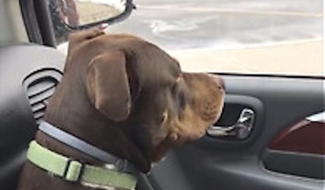 Sweet Dog is Heartbroken When Little Girl Leaves for School