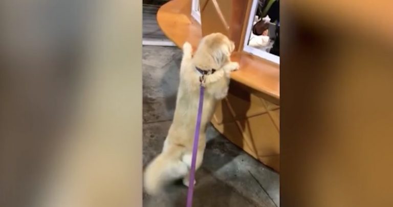 Adorable Dog Gets In Line To Order Ice Cream