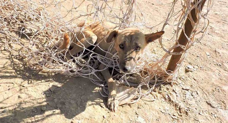 dog trapped in soccer net
