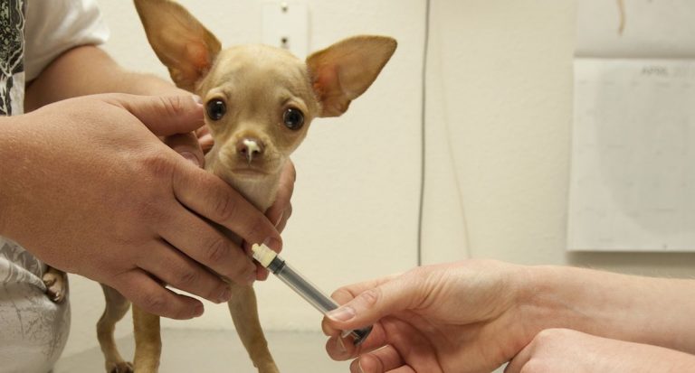 dog receives vaccine