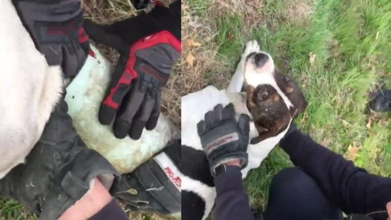 Firefighters Come to the Rescue of Dog With Sewer Pipe Stuck on Head