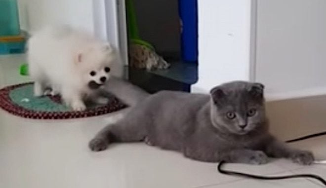 Cat Has Funniest Reaction to Dog Tugging on His Tail